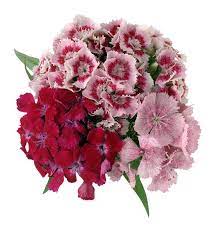 Pin On Container Gardening And Landscaping Ideas