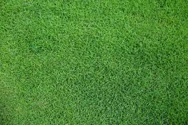 When zoysia grass greens up, these patches are less noticeable. Turf Masters Learn How To Care For Your Zoysia Grass