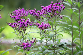 Image result for Vernonia myriantha