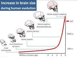 Evolution Of Brain Size Evolution Brain Size Human Evolution