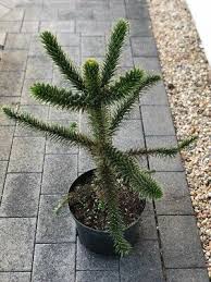 Chilenische schmucktanne affenbaum araucaria 60cm. Araucaria Andentanne Affenbaum 45cm Chilenische Schmucktanne Eur 50 00 Picclick De