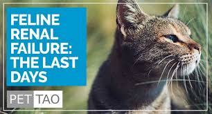 Navigating Kidney Failure In Cats Final Stages Pet Tao Holistic Pet Products In 2020 Renal Failure Renal Failure