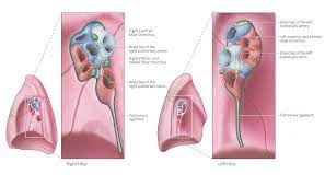 What some may call 'shadowing,' others may call 'opacification,' 'whiteness,' or 'increased density.'. Airways And Lungs Knowledge Amboss