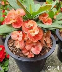 Image result for Euphorbia unicornis