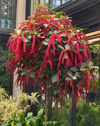 Image result for Acalypha hispida