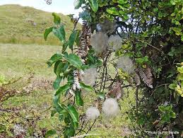 The grampians national park is unbeatable for bushwalking, climbing, waterfalls, wonderful views, fantastic rock formations, cave painting, close up meeting with kangaroos. Phil Bendle Collection Clematis Paniculata Puawhananga Citscihub