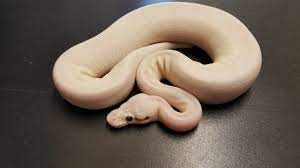 Pin On Snakes