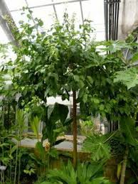 Image result for Peddiea africana