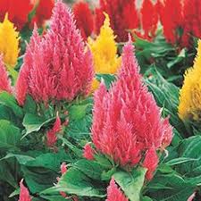 Read on for 13 houseplants that are safe for cats and dogs. 8 Dog Safe Plants Full Sun Ideas Plants Dog Safe Plants Garden Plants