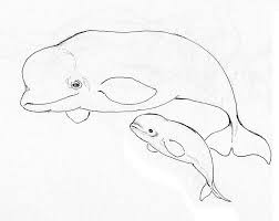 We did not find results for: How To Draw Beluga Whale Easy Drawing For Kids