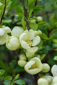 Image result for Chaenomeles japonica