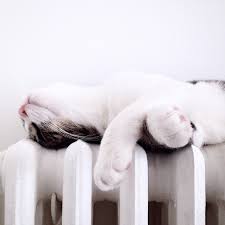 However, it may make a difference in terms of durability and size. Why Do Cats Like Sleeping On Warm Things Cuteness