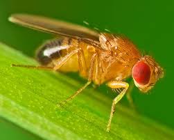 Fruit Flies In Winter