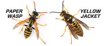 The hornets are extremely aggressive toward honey bees and other insects. What S The Difference Between Wasps And Yellowjackets