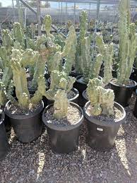 Find opening times and closing times for b & b cactus farm in 11550 e speedway blvd, tucson, az, 85748 and other contact details such as address, phone number, website, interactive direction map and nearby locations. Aloe Vera Picture Of B B Cactus Farm Tucson Tripadvisor
