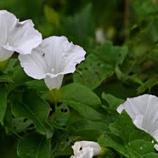 Image result for Convolvulaceae