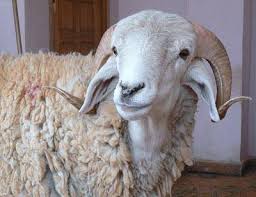 عمل كروت تهنئة بعيد الأضحى المبارك مدون عليها بعض كلمات التهنئة الجميلة ولصق قطع الحلوى بها. ÙƒØ¨Ø´ Ø§Ù„Ø¹ÙŠØ¯ ÙÙŠ Ø§Ù„Ù…ØºØ±Ø¨ ØºÙŠØ§Ø¨Ù‡ Ø¹ÙŠØ¨ ØµØ­ÙŠÙØ© Ø§Ù„Ø§Ù‚ØªØµØ§Ø¯ÙŠØ©