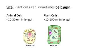 The shoot apical meristem (sam) is a complex domed structure that houses studies to date show that cell size in the sam is tightly developmentally regulated, with smaller cells in the central zone, where the stem. Cell Theory In 1665 British Scientist Robert Hooke