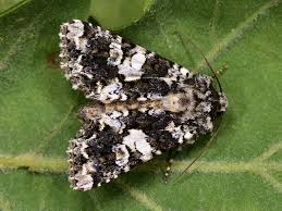 Image result for Hadena irregularis