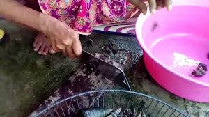 Berbalik pada cerita siput sedut, saya tak pernah lagi membeli siput sedut yang belum dimasak, apalagi membersihkan siput sedut, jadi saya google cara caranya dan terjumpa tips sebetulnya dari pagi mencari siput sedut ni. Cara Menyiang Siput Sedut Youtube