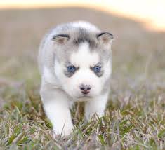 We did not find results for: Louisiana Siberian Husky Puppies Home Facebook
