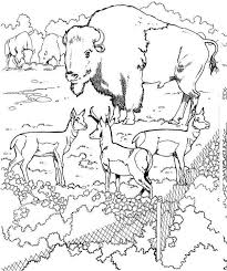 Though not an antelope, it is often known colloquially in north america as the american antelope, prong buck. Bisons And Pronghorns Coloring Page Free Printable Coloring Pages For Kids