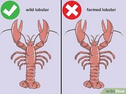 Learn more about the highs and lows, ins and outs of lobster pricing. 3 Ways To Store Live Lobster Wikihow