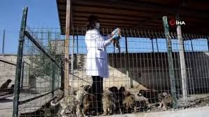 3 Yilda Bine Yakin Sokak Kopegi Sahiplendirildi