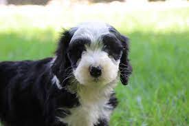 You will see some curly coats and some straighter coats coats in this litter. Mini Sheepadoodle Puppies For Sale Uk Peepsburgh