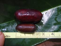 Image result for Annickia lebrunii