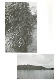 Image result for Lindackeria fragrans