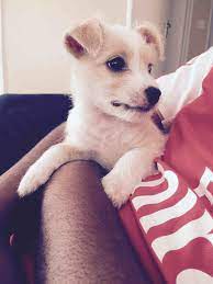 My Dog Is A Mix Of A Maltese And Jack Russell She Is About Two Weeks Now I Have A Problem In Feeding Her Dog Food Because She Petcoach