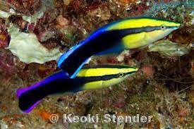 Yellow tangs with hawaiian cleaner wrasse. Hawaiian Cleaner Wrasse Meerwasser Aquarium Aquarium Meerwasser