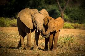Download Home Elephant Crisis Fund