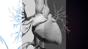 Hi, i'm a 3d freelance artist, with 8 years of experience in 3d design and visualization see more of medical animation on facebook. Medical Animation 3d Animation Anatomy Trinity Animation