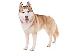 Siberian Husky Dog Breed Information