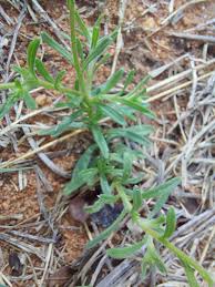 Image result for Felicia mossamedensis