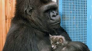 This article may contain major plot or ending details. Dr Goodall Remembers Koko The Beloved Gorilla
