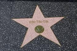 Hollywood Walk of Fame - Wikipedia