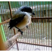 Home » gambar topeng » gambar wayang » topeng budaya » topeng seni » topeng tradisional » kumpulan gambar topeng tradisional | gambar topeng seni. Cendet S Bondol Shopee Indonesia