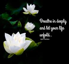 Ebb And Flow Lotus Flower Quote Flower Quotes Lotus Quote