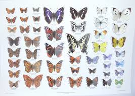 Pop Up Butterfly Collection