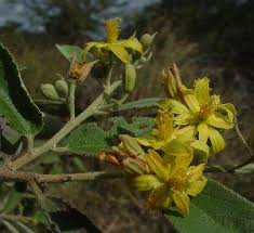 Image result for Grewia holtzii