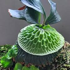Image result for Platycerium