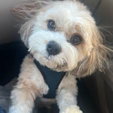 The Frederick Police Department is heartbroken to announce the death of  Officer Greg Santangelo. Officer Santangelo passed away Tuesday night after  experiencing complications from COVID-19. After graduating from the FPD  Training Academy