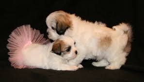 See pictures of the zuchons from around the world! Shichon Teddy Bear Shih Tzu Bichon Mix Info Temperament Puppies Pictures