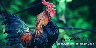Ketika berkokok, konon ayam mengucapkan, la ilaha illallah. Ternyata Ini Yang Terjadi Ketika Ayam Berkokok Tengah Malam Kamu Harus Tahu Pecihitam Org