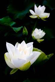 According to law 9.610/98, it is. 20 White Lotus Flower Ideas White Lotus Flower White Lotus Lotus