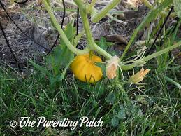 Long island cheese pumpkin plant. How To Grow Pumpkins In A Home Garden An Illustrated Guide Parenting Patch