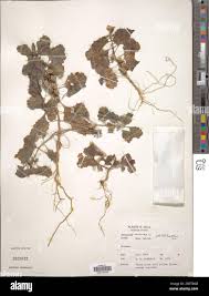 Image result for Pedalium